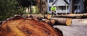 Mendota Heights, MN Tree Care Services Company